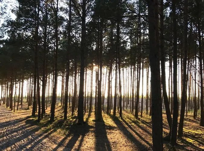 Sosnowe Zacisze * Sasino